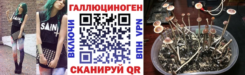 Псилоцибиновые грибы мицелий  маркетплейс Telegram  Дыгулыбгей  наркотики 